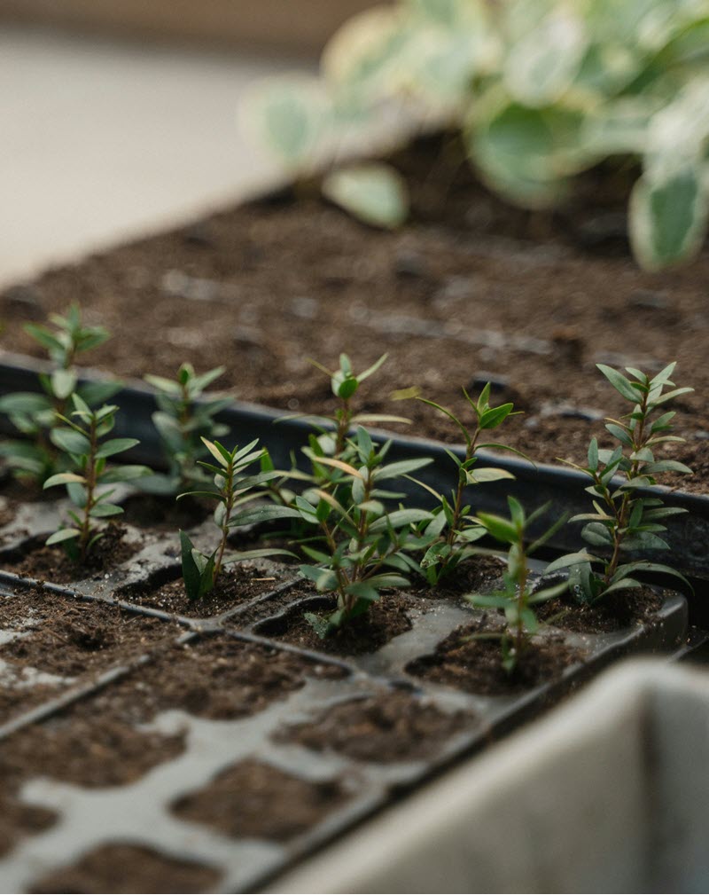 plant sprouts plant sprouts